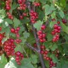 Ribes rubrum сорт щедрая